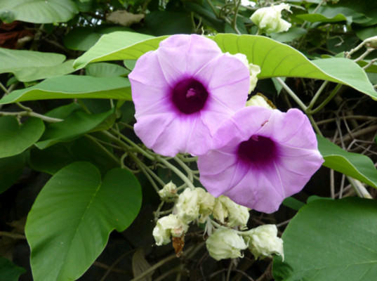 В Смоленской области пресечена попытка контрабанды семян розы гавайской