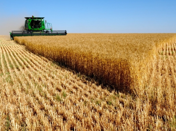 Экспорт зерна из РФ превысил 49 млн тонн 