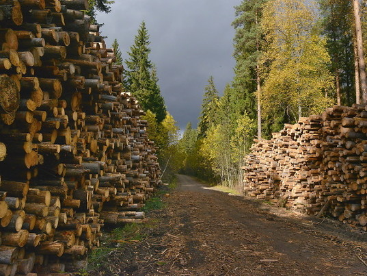 Зачем финны рубят свой лес