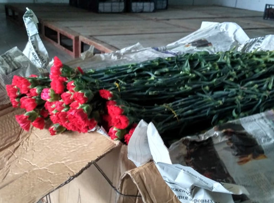 Дагестанскими таможенниками пресечена попытка провоза крупной партии красной гвоздики