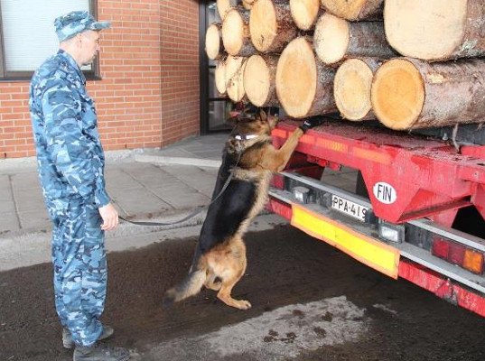 Почти 60 тысяч единиц автотранспорта обследовано с применением служебных собак