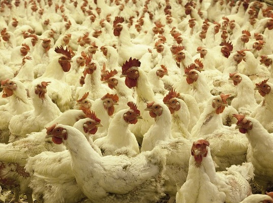 Ирак открыл доступ для поставок российской птицеводческой продукции