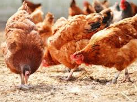 Мексиканские кормовые добавки для птиц вернули в Мексику