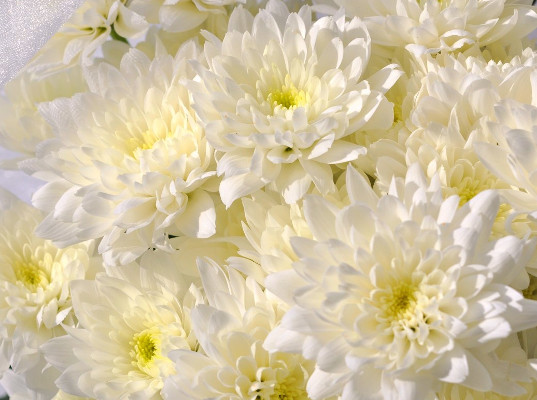 Около полутора тысяч хризантем уничтожены в связи с обнаружением опасного карантинного вредителя