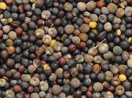 Недопущен незаконый ввоз 60 тонн семян рапса в Омскую область