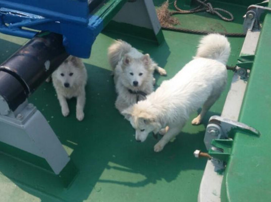 В порт Находки несколько суток не пускали судно с тремя щенками на борту