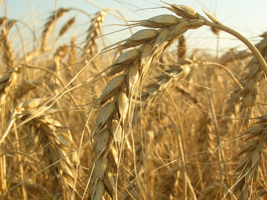 Суд Египта отменил решение властей о запрете на ввоз российской пшеницы