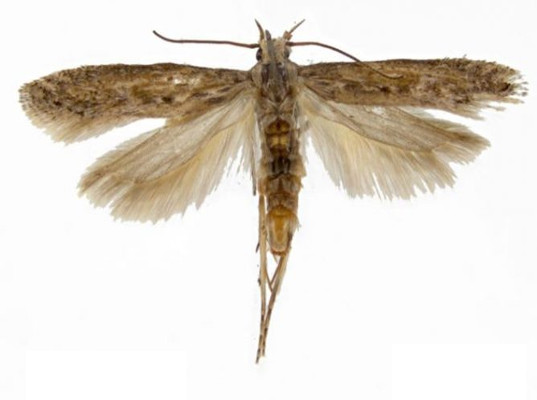 В Санкт-Петербург привезли картофельную моль из Египта