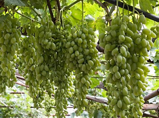 Индийский виноград пытались ввезти в Санкт-Петербург с нарушением фитосанитарных требований