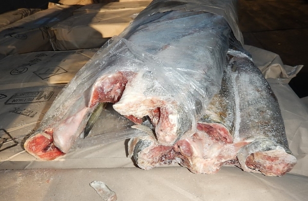 Контрабанду рыбопродукции на 31 миллион рублей выявили камчатские таможенники 